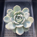 Echeveria 'Icy Green' 3" Succulent Plant