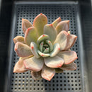 Echeveria 'Purple Champaign' 3" Succulent Plant