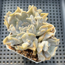Echeveria 'Thriller Pearl' 2"-3" Succulent Plant