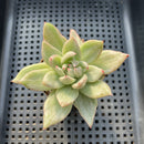 Echeveria Agavoides 'Saint Louis' Variegated 2"-3" Succulent Plant