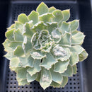 Echeveria 'Shaviana' Carunculated 3" Succulent Plant
