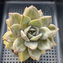 Echeveria 'German Champaign' 3" Succulent Plant