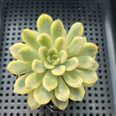 Echeveria Pulidonis Variegated 3"-4" Succulent Plant