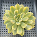 Echeveria Pulidonis Variegated 3"-4" Succulent Plant