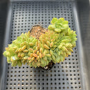 Echeveria 'Ramilette' Crested 2" Succulent Plant