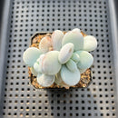 Jeronimoa Cuicatecana 2"-3" Succulent Plant
