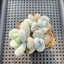 Jeronimoa Cuicatecana 2"-3" Succulent Plant