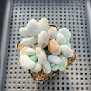 Jeronimoa Cuicatecana 2"-3" Succulent Plant
