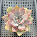 Echeveria 'Charming Stone' 3" Succulent Plant