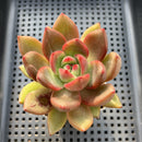 Echeveria 'Neon Rouge' 2" Succulent Plant