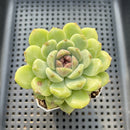 Echeveria 'Sarahime' x 'Hyalina' Hybrid 2" Flower Village Hybrid Succulent Plant