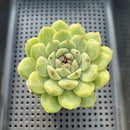 Echeveria 'Sarahime' x 'Hyalina' Hybrid 2" Flower Village Hybrid Succulent Plant