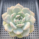Echeveria 'Orange Monroe' 2" Succulent Plant