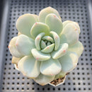 Echeveria 'Orange Monroe' 2" Succulent Plant