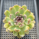 Echeveria 'Gemstone' 3"-4" Succulent Plant