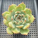 Echeveria Chihuahuaensis 2" Succulent Plant
