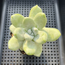 Dudleya Pachyphytum 3" (Captive Grown) Succulent Plant