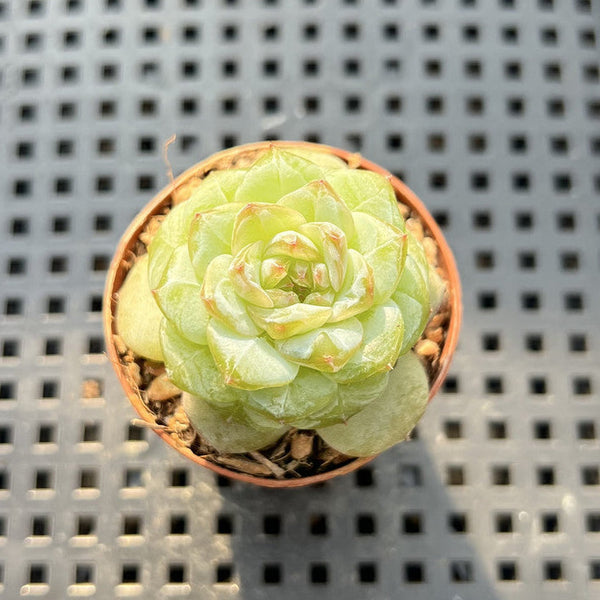 lilac succulent Echeveria 'Lilac' 1" Succulent Plant – True Succulents Plant Co