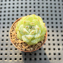 Echeveria 'Lilac' 1" Succulent Plant