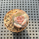 Echeveria 'Kong Sugar Heart' 1" Succulent Plant