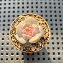 Echeveria 'Kong Sugar Heart' 1" Succulent Plant