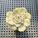 Echeveria 'Lychee Powder' 1"-2" Succulent Plant