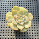 Echeveria 'Lychee Powder' 1"-2" Succulent Plant