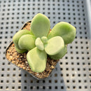 Cremnophila Nutans 1" Succulent Plant