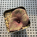Massonia Pustulata' 2" Blooming Perennial Bulb Plant