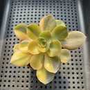 Echeveria 'Black Rose' Variegated (100% Grown In House) 2"-3" Succulent Plant