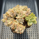 Echeveria Agavoides 'Gilva' Variegated Crested 3" Succulent Plant