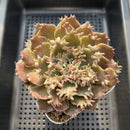 Graptoveria 'Starfire' 4"-5" Large (Suculentia Original Hybrid) Succulent Plant