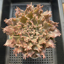 Graptoveria 'Starfire' 4"-5" Large (Suculentia Original Hybrid) Succulent Plant