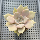 Echeveria 'Pastel Leon' 2" Succulent Plant