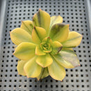 Echeveria 'Black Prince' Variegated 2"-3" Succulent Plant