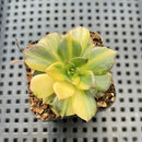 Echeveria 'Black Prince' Variegated 2"-3" Succulent Plant