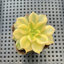 Echeveria 'Black Prince' Variegated 2"-3" Succulent Plant