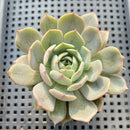 Echeveria 'Maroon Hill' 2" Succulent Plant