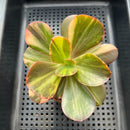 Echeveria 'Primadonna' Variegated 2"-3" (100% Grown In House) Succulent Plant