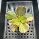 Echeveria 'Primadonna' Variegated 2"-3" (100% Grown In House) Succulent Plant