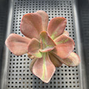 Echeveria 'Goiabinha' Variegated 2" (100% Grown In House) Succulent Plant