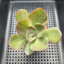 Echeveria 'Goiabinha' Variegated 2" (100% Grown In House) Succulent Plant