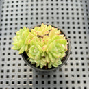 Echeveria 'Malgan' 1" Succulent Plant