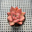 Echeveria Agavoides 'Romeo' 1" Succulent Plant