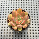 Echeveria 'Red Bell' 1" Succulent Plant