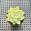 Echeveria 'White Swan' 1" Succulent Plant