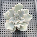 Echeveria 'Crispate Beauty' 3" Succulent Plant