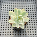 Echeveria 'Angel-In-Us' Variegated 1" Succulent Plant