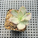 Echeveria 'Hanaikada' Mosaic Variegated 1"-2" Small (100% Grown In House) Succulent Plant