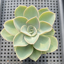 Echeveria 'Perle Von Nurnberg' Green Form 2" Succulent Plant Cutting